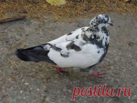 Одноклассники
