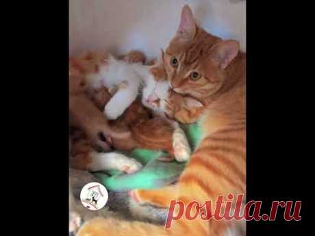 WOW, Your Babies Are So Cute! 😺😁😘 -EPS523 @CuteAnimalShare