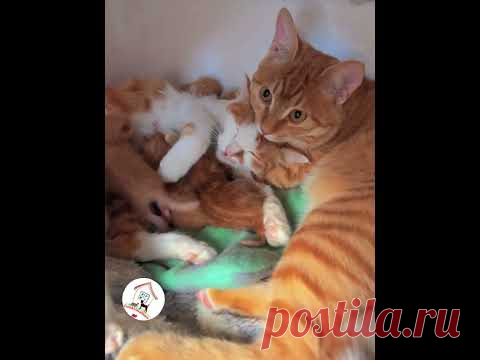 WOW, Your Babies Are So Cute! 😺😁😘 -EPS523 @CuteAnimalShare