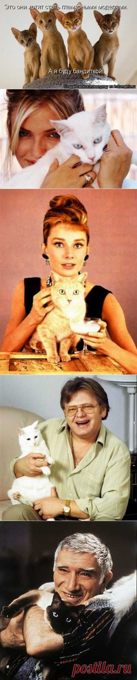 Как вычислить “кошатника&quot;(55 фото)