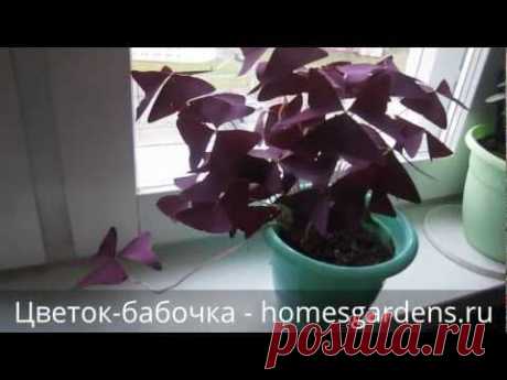 Растение, которое в народе называют цветок-бабочка