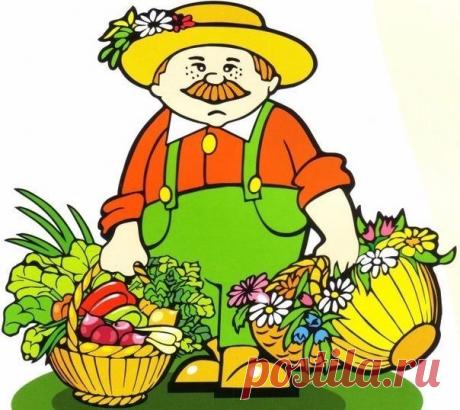 ПАМЯТКА САДОВОДУ-ОГОРОДНИКУ СОХРАНИТЕ, ЧТОБЫ НЕ ПОТЕРЯТЬ!

Лук
- Перед посадкой: 1 ст.ложка соли на 1 литр воды залить на 3 часа.
- После соли: темный раствор марганцовки на 2 часа. Обязательно промыть.
- От луковой мухи: 1. Появился первый листочек 1) Проливаем водой. 2) Полив 2 ст.ложки нашатырный спирт на ведро воды (3 лейки на 6п.м.грядки) 3) Проливаем водой. 2. Через 10-14 дней. По той же схеме полив 1ст.ложка соли на 1 литр воды 3. Через 10 дней. По той же схеме поли...