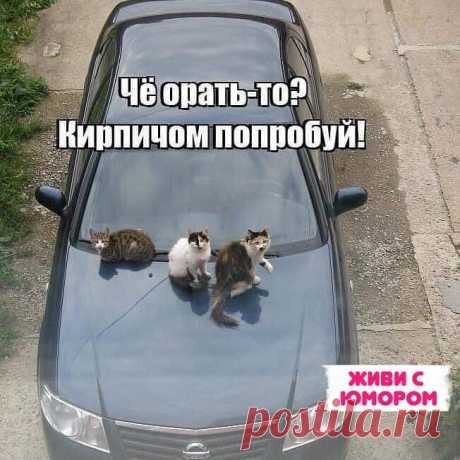 Выпуск №3268 - выпуск анекдотов сайта вокруг смеха