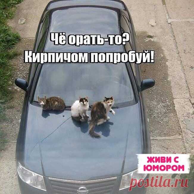 Выпуск №3268 - выпуск анекдотов сайта вокруг смеха