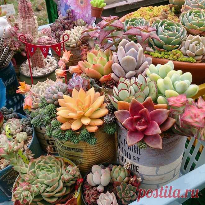 Ideas & Decor