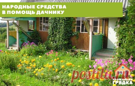 НАРОДНЫЕ СРЕДСТВА 
В ПОМОЩЬ ДАЧНИКУ

Борная кислота:

Всегда пригодится в дачном хозяйстве. Если загнивают плоды кабачков или цуккини, если томаты в теплице переживают стресс от жары, если не завязываются плоды у перца и баклажана, если мало завязей на огурцах, делайте раствор борной кислоты и опрыскивайте растения.
Рецепт таков: 2 г борной кислоты тщательно размешать в 500 мл горячей воды и долить до 10 л прогретой на солнце водой.

Глюкоза и витамин В1:

Добавляют в удоб...