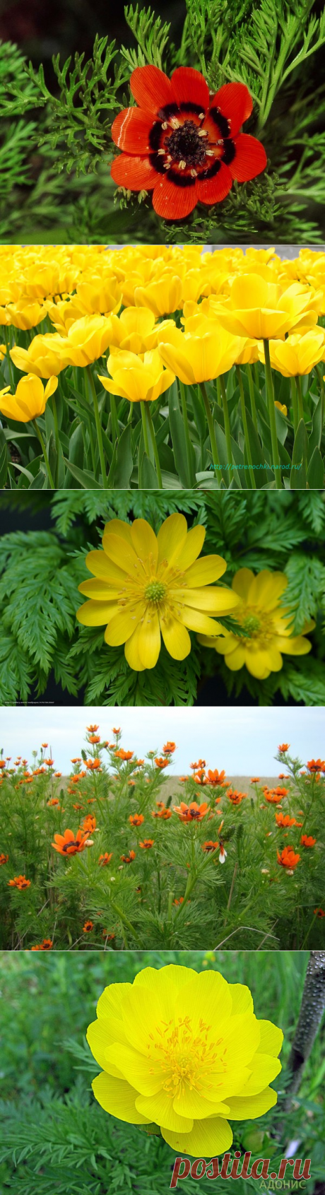 ЦВЕТОК ДЛЯ ИМЕНИ ЛЮДМИЛА .Редкий и строптивый, необыкновенно прекрасный цветок принадлежит имени Людмила - горицвет. Словно окунули его лепестки в расплавленное золото - так и горит он в солнечном свете! Как правило, и Людмила - женщина редкой красоты. Это натура утонченная, великолепно разбирающаяся в искусстве, глубоко чувствующая красоту.