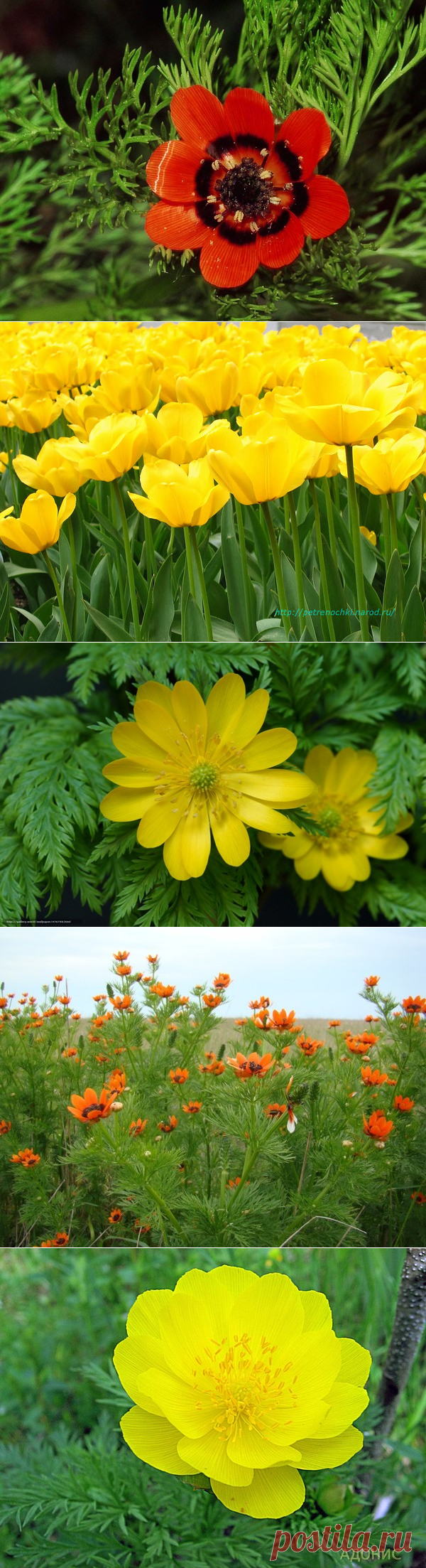 ЦВЕТОК ДЛЯ ИМЕНИ ЛЮДМИЛА .Редкий и строптивый, необыкновенно прекрасный цветок принадлежит имени Людмила - горицвет. Словно окунули его лепестки в расплавленное золото - так и горит он в солнечном свете! Как правило, и Людмила - женщина редкой красоты. Это натура утонченная, великолепно разбирающаяся в искусстве, глубоко чувствующая красоту.