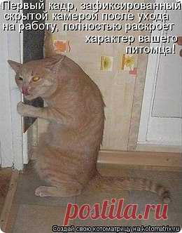 пушистые лапуськи))