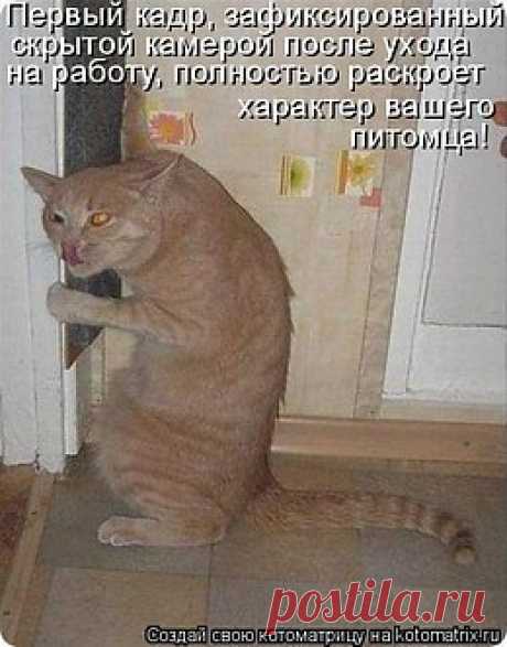 пушистые лапуськи))