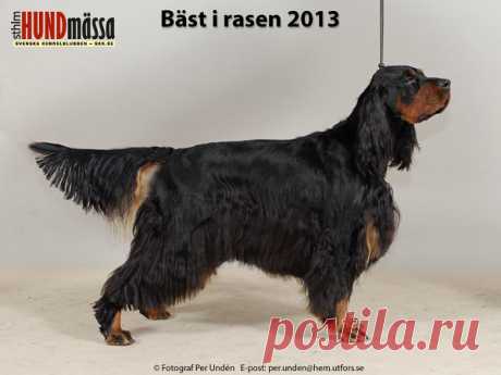 GORDONSETTER Domare: CATALAN LUIS MANUEL CALADO, PORTUGAL   C.I.E EUW-11 KBH V-09 NL CH SE V-08 SE V-11 SUNNY PRIDES BLACK LOTUS  Ägare: KOJZAR YVONNE, HÖLÖ Uppfödare: KOJZAR YVONNE, HÖLÖ