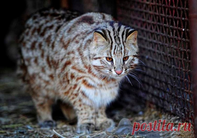 Фото амурского лесного кота в их чонк-величественной красе - Чизбургер можно?