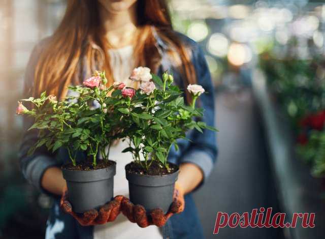 Выращиваем розы на подоконнике – как сохранить и продлить цветение | Розы (Огород.ru)