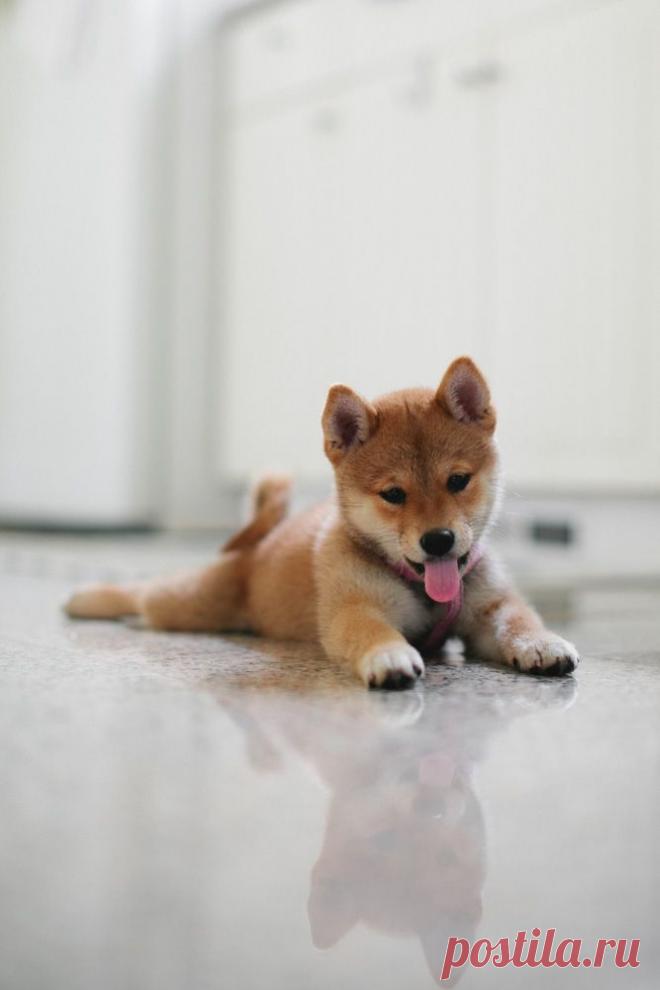 Животные - это шумиха