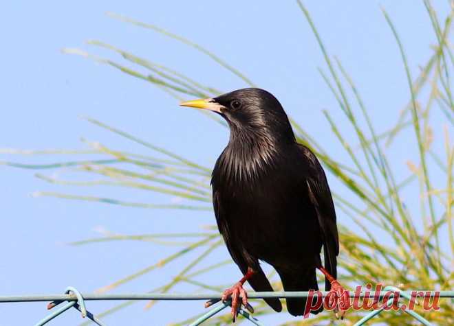 Estorninho-preto, Sturnus unicolor
VRSAntónio,2020-01-06