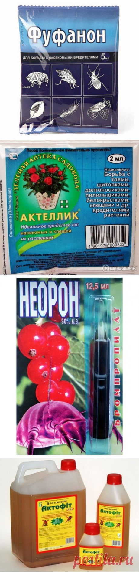 Паутинный клещ: меры борьбы и профилактика, признаки заболевания растений и их лечение, химические и народные средства, фото и видео инструкция как бороться с паутинным клещом