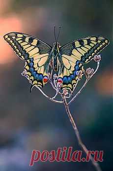 Махаон |Papilio Machaon, Buleria...:0 | Butterflies в Pinterest