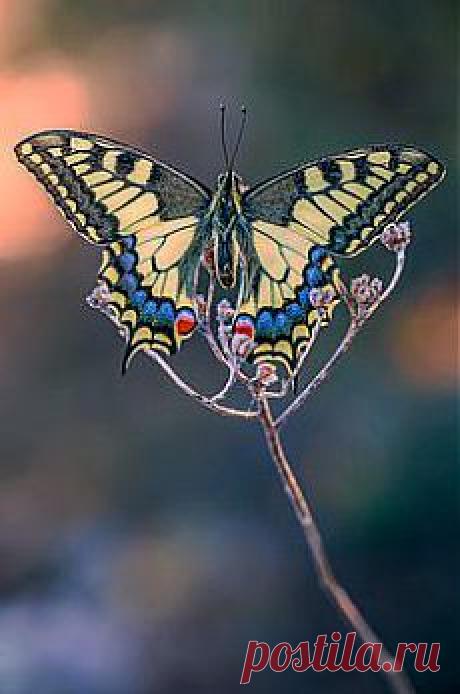 Махаон |Papilio Machaon, Buleria...:0 | Butterflies в Pinterest