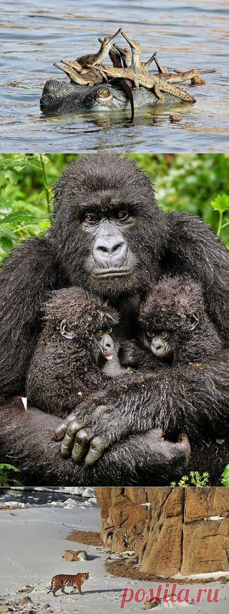 Победители конкурса Wildlife Photographer of the Year 2013 / Питомцы