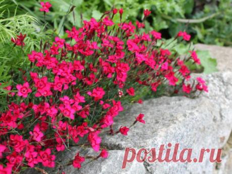 Гвоздика травянка: посадка, выращивание, размножение и уход (фото) :: SYL.ru