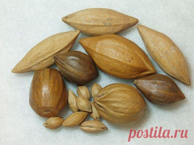 Вы будете удивлены: плодовые косточки иногда полезнее, чем сами фрукты - Искусство здоровой жизни