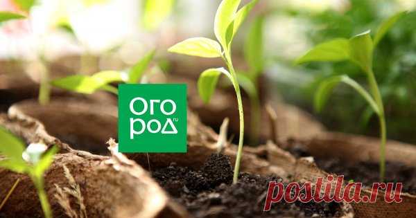 Вечные вопросы: почему вытягивается рассада и что нужно делать? Создать идеальные условия для выращивания рассады не всегда легко, поэтому многие дачники сталкиваются с вытягиванием (перерастанием) сеянцев. Чем опасно для растений такое состояние?