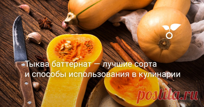 Тыква баттернат — лучшие сорта и способы использования в кулинарии Хотя баттернат достаточно теплолюбива, многие из ее сортов вполне можно вырастить в средней полосе. В этой статье я расскажу об особенностях плодов тыквы баттернат, полезных свойствах и лучших сортах данной культуры.