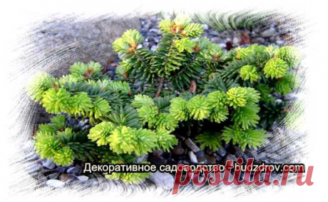 Лучшие виды хвойных для сада