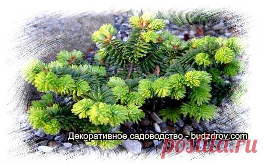 Лучшие виды хвойных для сада