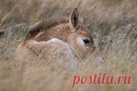 Жеребенка нескольких дней от роду, появившегося на свет в Центре реинтродукции лошади Пржевальского в Оренбургском заповеднике, то и дело клонит в сон. А вас? Доброй ночи! Снимок Светланы Горбатых – nat-geo.ru/photo/user/29097/.