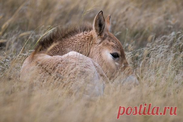 Жеребенка нескольких дней от роду, появившегося на свет в Центре реинтродукции лошади Пржевальского в Оренбургском заповеднике, то и дело клонит в сон. А вас? Доброй ночи! Снимок Светланы Горбатых – nat-geo.ru/photo/user/29097/.