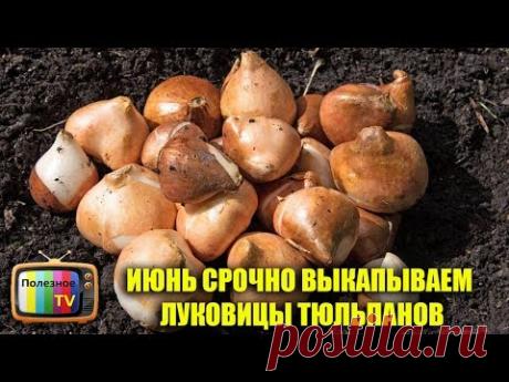 ИЮНЬ СРОЧНО ВЫКАПЫВАЕМ ЛУКОВИЦЫ ТЮЛЬПАНОВ