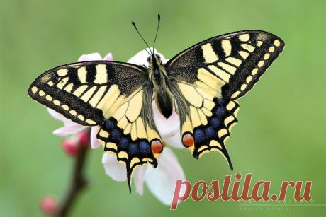 махаон/ Swallowtail (Papilio machaon).
