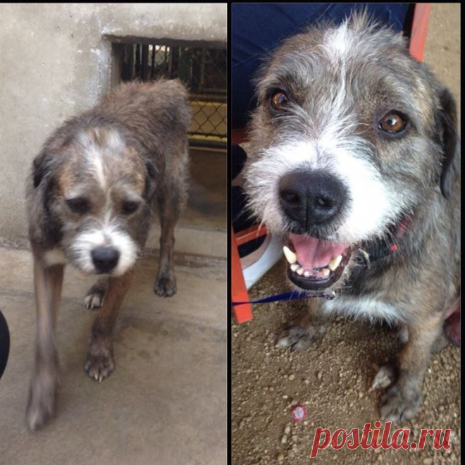 16 собак до и после того, как их забрали из приюта / Питомцы