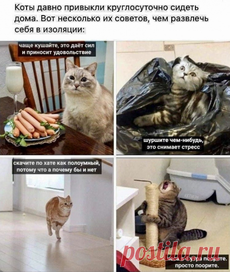 Кот