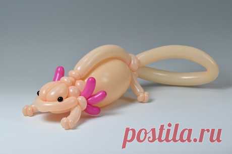 ウーパールーパー axolotl  2015.2.9 - isopresso(Balloon animals) ウーパールーパー axolotl 2015.2.9