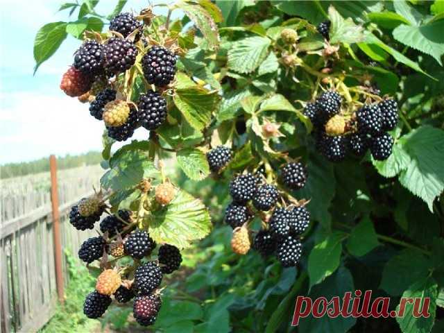 Ежевика - ягода для Аристократов!
Ежевика - ягода аристократов!
Хочу рассказать Вам о ягоде, которая за последние десятилетия уверенно выходит в лидеры по урожайности и продаже среди ягодных культур в садах на постсоветском пространстве. Как Вы догадались, речь пойдет о ежевику.
Еще Плиний Старший (римский писатель, живший в 61 - 114 гг .. н.э.) в своих записях отметил вкус плодов ежевики. В США и Европе ежевику по праву называют королевой ягод. И я подтверждаю, ежевика - ...