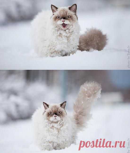 Барашкина родственница