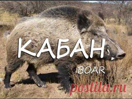 Кабан — Boar