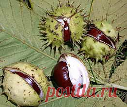 >> Очищение крови - очищение крови народными средствами и методами