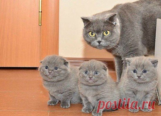 - Ну и где зарплата?
- Украли...
- У какой еще................ крали?!!!