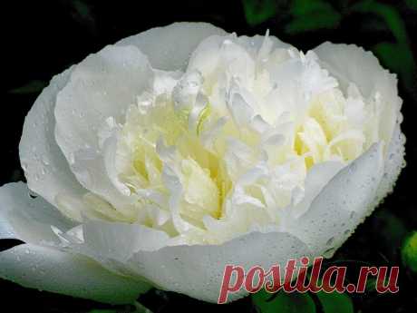 Exuding the gentle, sweet smell ... Flowers. Discussion on LiveInternet - Russian Service Online Diaries