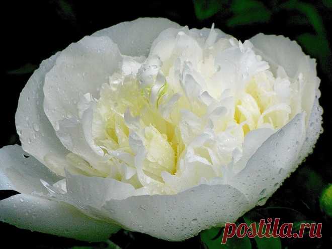 Exuding the gentle, sweet smell ... Flowers. Discussion on LiveInternet - Russian Service Online Diaries
