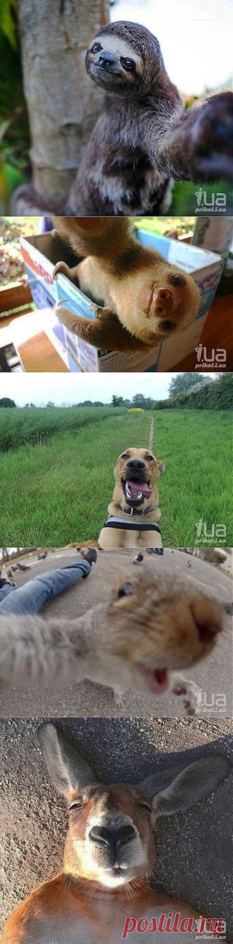 Просто животные, которые фотографируют себя. 