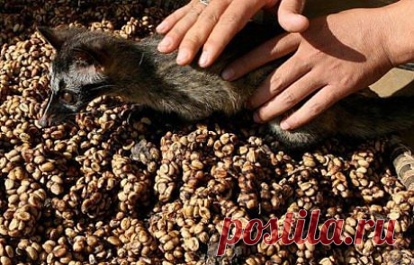 Kopi Luwak – это Индонезийский кофе для настоящих гурманов и одно из самых дорогих кофе на планете. В процессе получения Kopi Luwak или кофе Luwak, есть две участвующие части, животные и человек. Циветты выбирают самые зрелые ягоды кофе и кушают весь плод целиком.