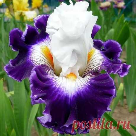 в Яндекс.Коллекциях
