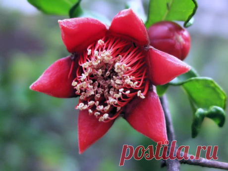 Pomegranate Flower photo by Aubryknight