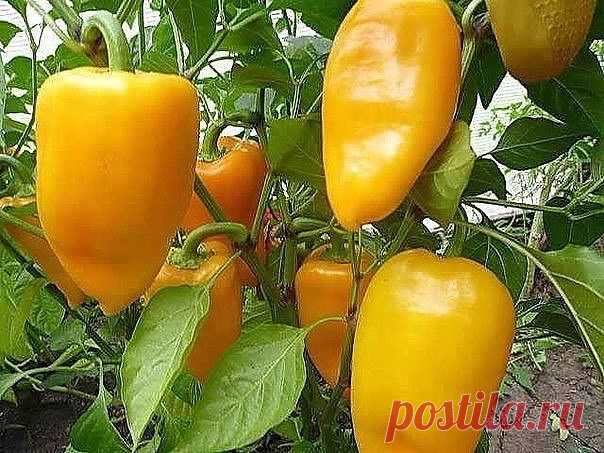 Лучшие подкормки для сладкого перца.