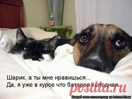 Котоматрица: Лучшие за всё время