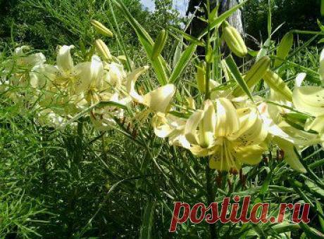 Одноклассники